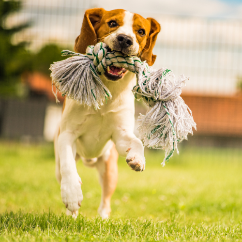juguetes y comida perros (1)